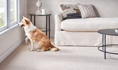 Blurb Image Pet Friendly