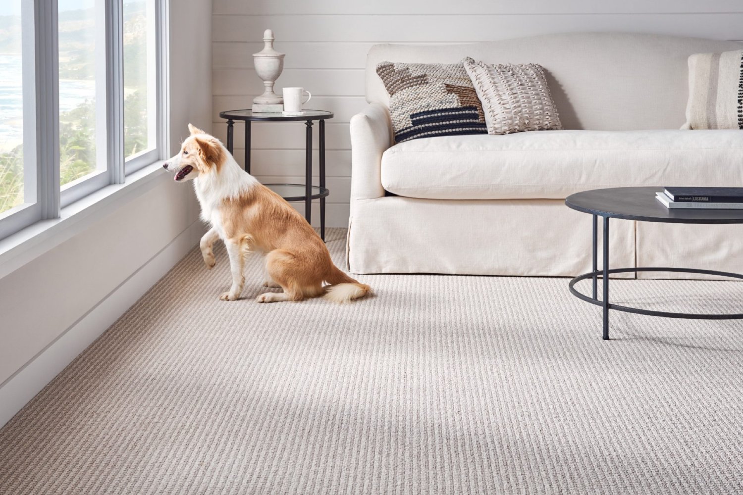 FAQs 2 Carpet FAQ Image