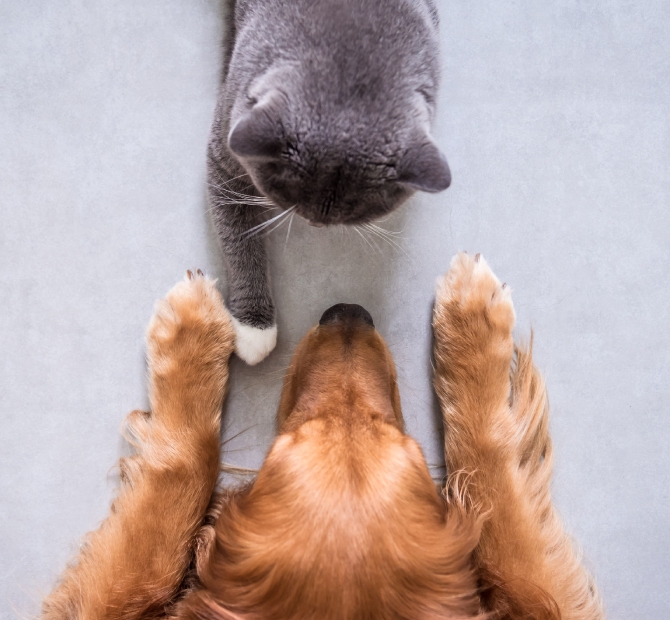 Pet Friendly Flooring Img